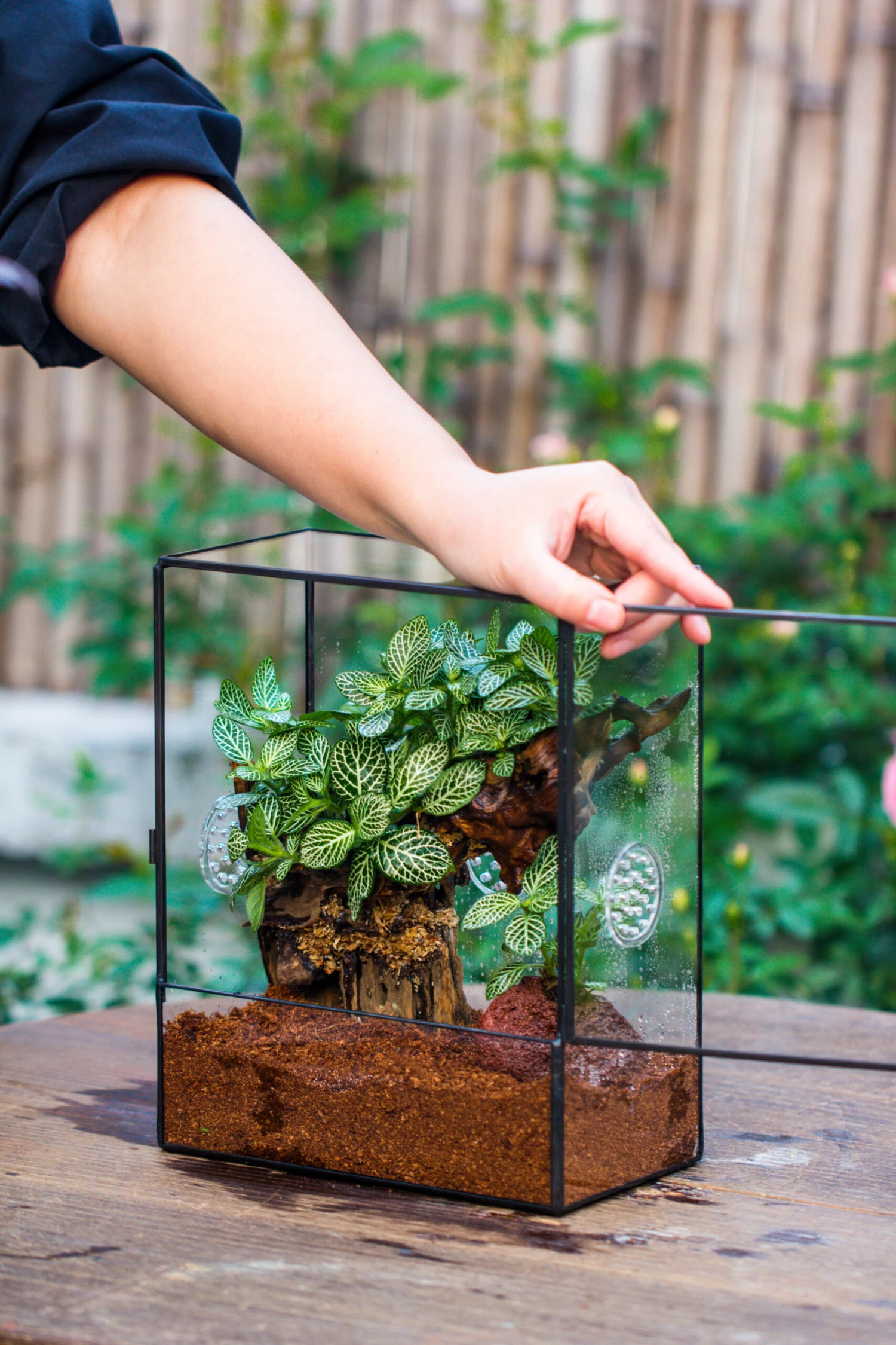 Close Geometric Glass Tin Terrarium With 3 Vents , 8x10" With Side Door, For Insects, Snail , Spider, Micro Landscape 18 Close Geometric Glass Tin Terrarium With 3 Vents , 8x10" With Side Door, For Insects, Snail , Spider, Micro Landscape - Image 18