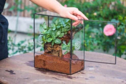 Close Geometric Glass Tin Terrarium With 3 Vents , 8x10" With Side Door, For Insects, Snail , Spider, Micro Landscape 27 Close Geometric Glass Tin Terrarium With 3 Vents , 8x10" With Side Door, For Insects, Snail , Spider, Micro Landscape -Ncyp Garden Sale Shop IMG 8490