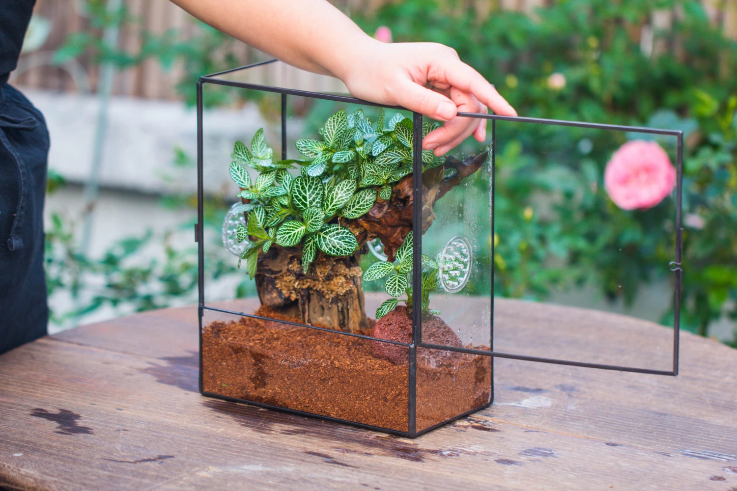 Close Geometric Glass Tin Terrarium With 3 Vents , 8x10" With Side Door, For Insects, Snail , Spider, Micro Landscape 8 Close Geometric Glass Tin Terrarium With 3 Vents , 8x10" With Side Door, For Insects, Snail , Spider, Micro Landscape - Image 8
