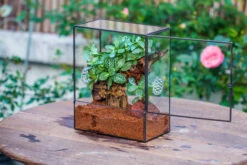 Close Geometric Glass Tin Terrarium With 3 Vents , 8x10" With Side Door, For Insects, Snail , Spider, Micro Landscape 28 Close Geometric Glass Tin Terrarium With 3 Vents , 8x10" With Side Door, For Insects, Snail , Spider, Micro Landscape -Ncyp Garden Sale Shop IMG 8491
