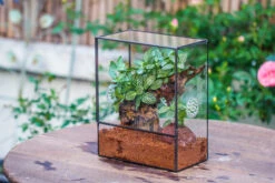 Close Geometric Glass Tin Terrarium With 3 Vents , 8x10" With Side Door, For Insects, Snail , Spider, Micro Landscape 29 Close Geometric Glass Tin Terrarium With 3 Vents , 8x10" With Side Door, For Insects, Snail , Spider, Micro Landscape -Ncyp Garden Sale Shop IMG 8492