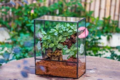 Close Geometric Glass Tin Terrarium With 3 Vents , 8x10" With Side Door, For Insects, Snail , Spider, Micro Landscape 30 Close Geometric Glass Tin Terrarium With 3 Vents , 8x10" With Side Door, For Insects, Snail , Spider, Micro Landscape -Ncyp Garden Sale Shop IMG 8494