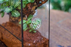 Close Geometric Glass Tin Terrarium With 3 Vents , 8x10" With Side Door, For Insects, Snail , Spider, Micro Landscape 31 Close Geometric Glass Tin Terrarium With 3 Vents , 8x10" With Side Door, For Insects, Snail , Spider, Micro Landscape -Ncyp Garden Sale Shop IMG 8497