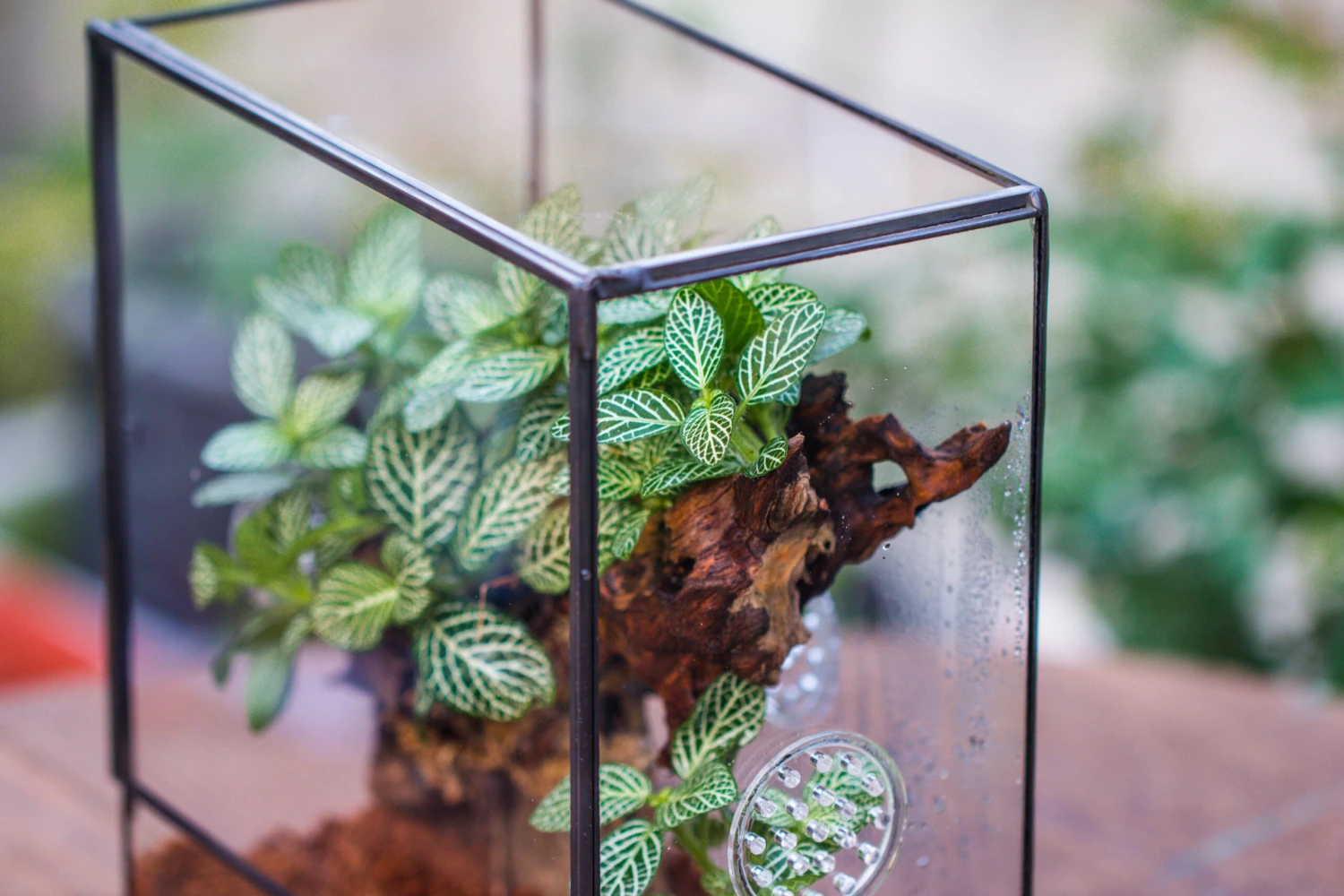 Close Geometric Glass Tin Terrarium With 3 Vents , 8x10" With Side Door, For Insects, Snail , Spider, Micro Landscape 13 Close Geometric Glass Tin Terrarium With 3 Vents , 8x10" With Side Door, For Insects, Snail , Spider, Micro Landscape - Image 13