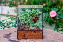Close Geometric Glass Tin Terrarium With 3 Vents , 8x10" With Side Door, For Insects, Snail , Spider, Micro Landscape 33 Close Geometric Glass Tin Terrarium With 3 Vents , 8x10" With Side Door, For Insects, Snail , Spider, Micro Landscape -Ncyp Garden Sale Shop IMG 8499