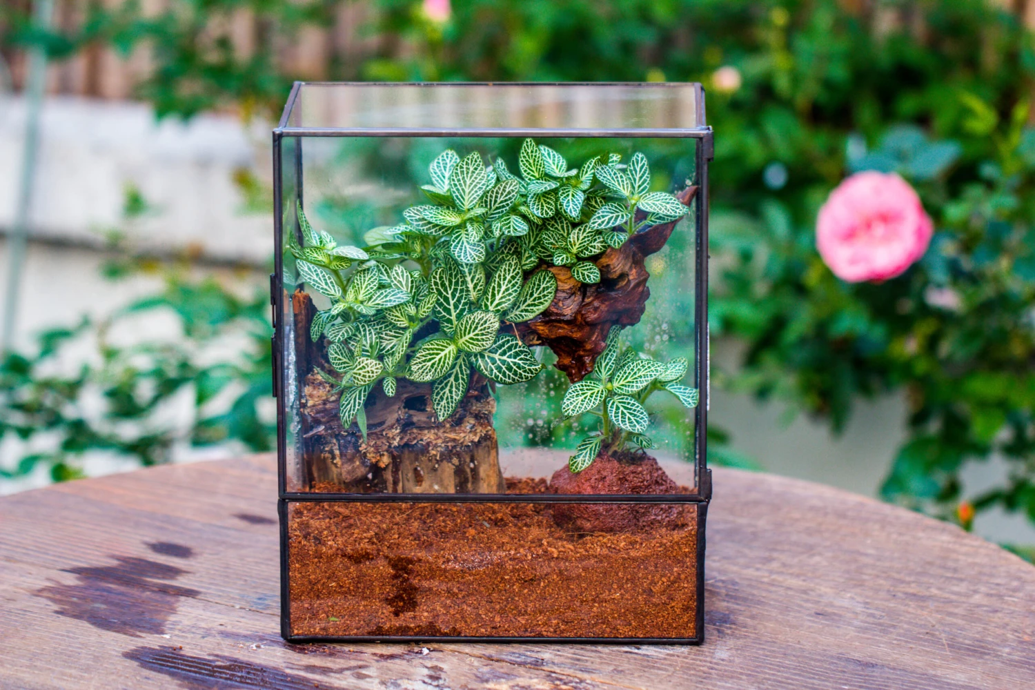 Close Geometric Glass Tin Terrarium With 3 Vents , 8x10" With Side Door, For Insects, Snail , Spider, Micro Landscape 14 Close Geometric Glass Tin Terrarium With 3 Vents , 8x10" With Side Door, For Insects, Snail , Spider, Micro Landscape - Image 14