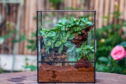 Close Geometric Glass Tin Terrarium With 3 Vents , 8x10" With Side Door, For Insects, Snail , Spider, Micro Landscape 34 Close Geometric Glass Tin Terrarium With 3 Vents , 8x10" With Side Door, For Insects, Snail , Spider, Micro Landscape -Ncyp Garden Sale Shop IMG 8500