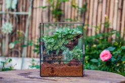 Close Geometric Glass Tin Terrarium With 3 Vents , 8x10" With Side Door, For Insects, Snail , Spider, Micro Landscape 35 Close Geometric Glass Tin Terrarium With 3 Vents , 8x10" With Side Door, For Insects, Snail , Spider, Micro Landscape -Ncyp Garden Sale Shop IMG 8501