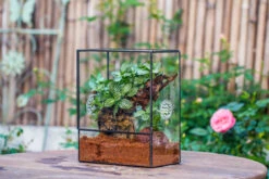 Close Geometric Glass Tin Terrarium With 3 Vents , 8x10" With Side Door, For Insects, Snail , Spider, Micro Landscape 36 Close Geometric Glass Tin Terrarium With 3 Vents , 8x10" With Side Door, For Insects, Snail , Spider, Micro Landscape -Ncyp Garden Sale Shop IMG 8502