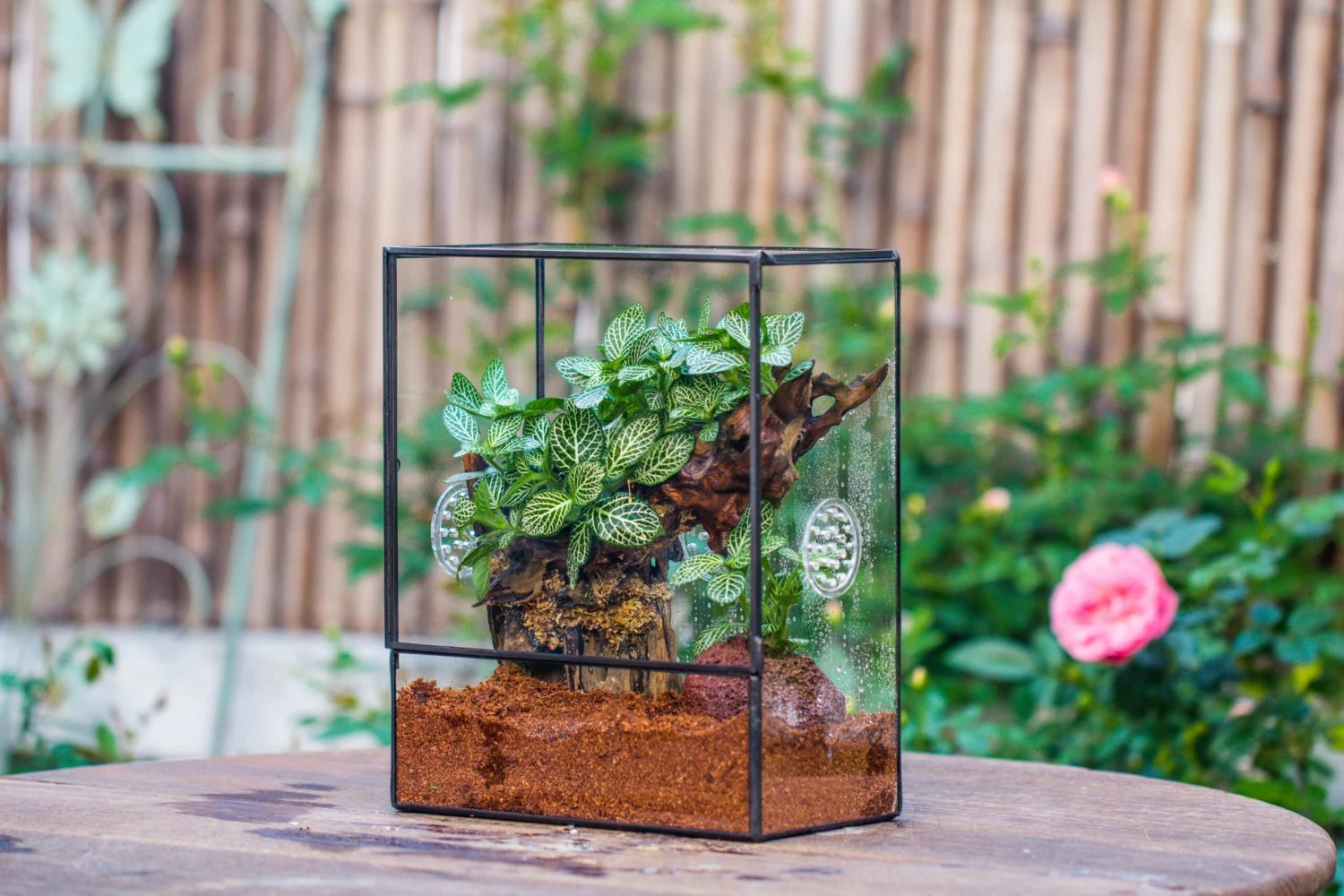 Close Geometric Glass Tin Terrarium With 3 Vents , 8x10" With Side Door, For Insects, Snail , Spider, Micro Landscape 17 Close Geometric Glass Tin Terrarium With 3 Vents , 8x10" With Side Door, For Insects, Snail , Spider, Micro Landscape - Image 17