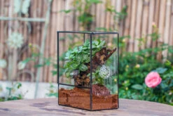 Close Geometric Glass Tin Terrarium With 3 Vents , 8x10" With Side Door, For Insects, Snail , Spider, Micro Landscape 26 Close Geometric Glass Tin Terrarium With 3 Vents , 8x10" With Side Door, For Insects, Snail , Spider, Micro Landscape -Ncyp Garden Sale Shop IMG 8503