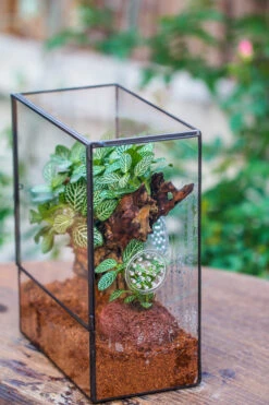 Close Geometric Glass Tin Terrarium With 3 Vents , 8x10" With Side Door, For Insects, Snail , Spider, Micro Landscape 24 Close Geometric Glass Tin Terrarium With 3 Vents , 8x10" With Side Door, For Insects, Snail , Spider, Micro Landscape -Ncyp Garden Sale Shop IMG 8504