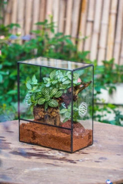 Close Geometric Glass Tin Terrarium With 3 Vents , 8x10" With Side Door, For Insects, Snail , Spider, Micro Landscape 25 Close Geometric Glass Tin Terrarium With 3 Vents , 8x10" With Side Door, For Insects, Snail , Spider, Micro Landscape -Ncyp Garden Sale Shop IMG 8506
