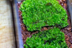 20x30cm Multiple Pieces Live Dry Leucobryum Moss, Cushion Moss Will Regreen, For Terrarium, Micro Landscape -Ncyp Garden Sale Shop IMG 8512