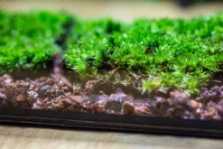 20x30cm Multiple Pieces Live Dry Leucobryum Moss, Cushion Moss Will Regreen, For Terrarium, Micro Landscape -Ncyp Garden Sale Shop IMG 8515