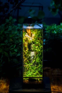 NCYP Close 11.8" Tall Geometric Glass Terrarium With Door, Tin Sealed Pillar, Planter For Moss Wall, Fern, Pitcher Plants, Tropical Plants -Ncyp Garden Sale Shop IMG 8527 3de90c38 9101 4109 8348 211398407504