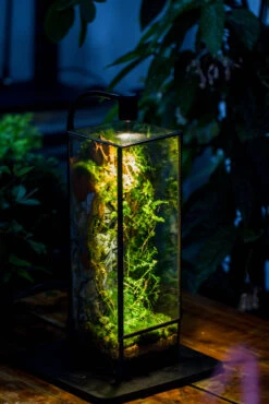 NCYP Close 11.8" Tall Geometric Glass Terrarium With Door, Tin Sealed Pillar, Planter For Moss Wall, Fern, Pitcher Plants, Tropical Plants -Ncyp Garden Sale Shop IMG 8530 d1032128 cd97 4734 a016 088859a9a18c