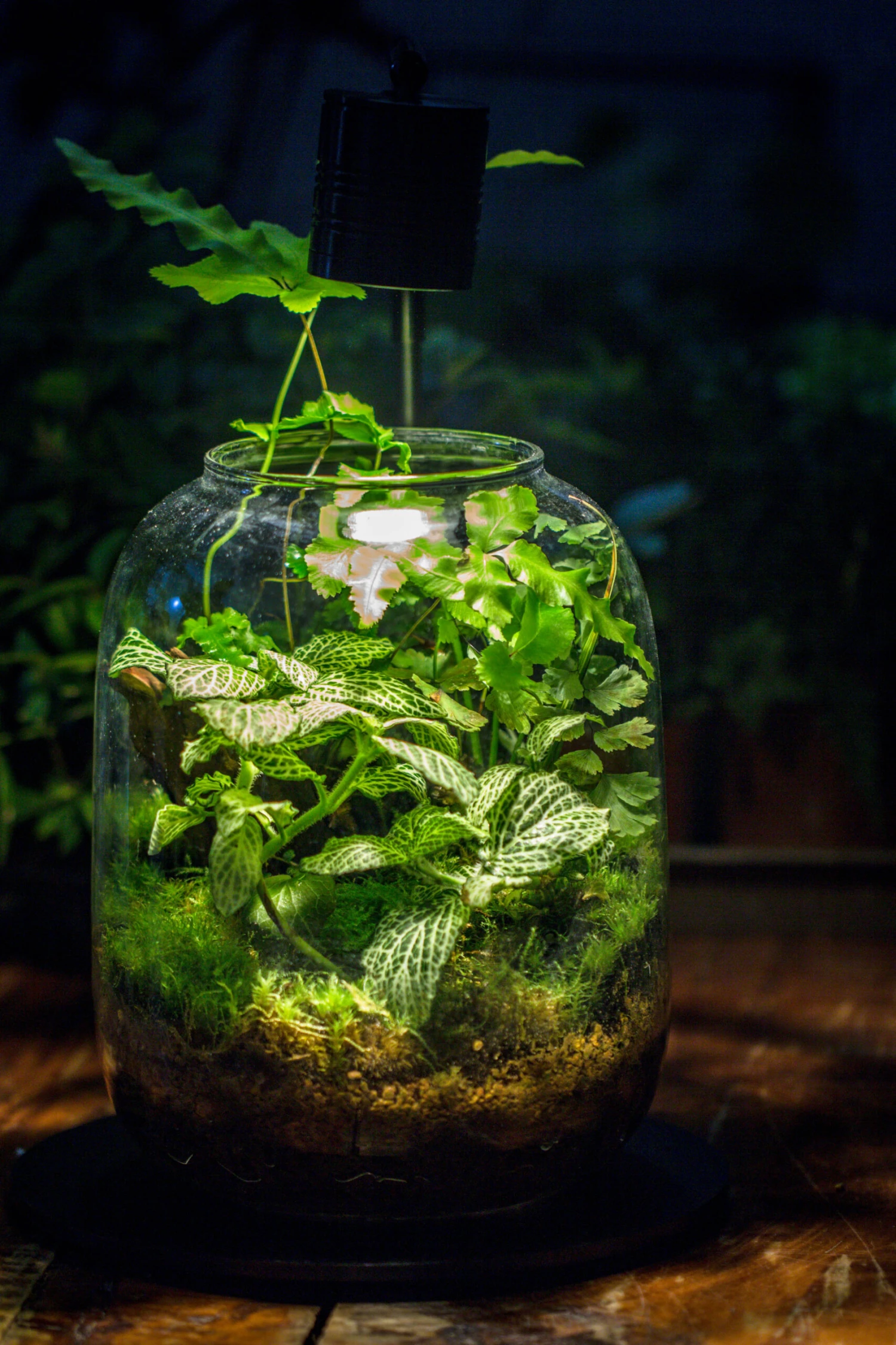 Terrarium Planting Kit Glass Jar And Black LED Grow Light With Base Kit, With Planting Material, DIY Kit 5 Terrarium Planting Kit Glass Jar And Black LED Grow Light With Base Kit, With Planting Material, DIY Kit - Image 5