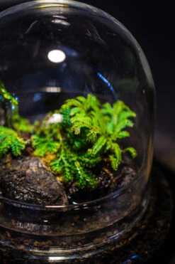 Round Glass Cloche Terrarium 12 Cm Diameter X 12cm Height With Matching Warm White Spot LED Grow Light And Base Set 25 Round Glass Cloche Terrarium 12 Cm Diameter X 12cm Height With Matching Warm White Spot LED Grow Light And Base Set -Ncyp Garden Sale Shop IMG 8553