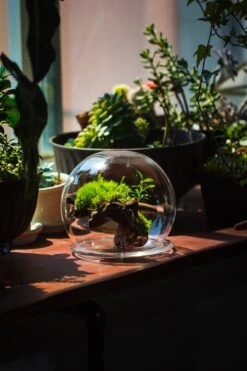 Large Glass Globe Cloche Terrarium With Glass Base And Metal Base Set 30 Large Glass Globe Cloche Terrarium With Glass Base And Metal Base Set -Ncyp Garden Sale Shop IMG 8578