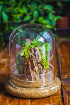 Round Glass Cloche Terrarium 12 Cm Diameter X 15cm Height With Matching Warm White Spot LED Grow Light And Base Set -Ncyp Garden Sale Shop IMG 8582