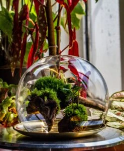 Large Glass Globe Cloche Terrarium With Glass Base And Metal Base Set 31 Large Glass Globe Cloche Terrarium With Glass Base And Metal Base Set -Ncyp Garden Sale Shop IMG 8589