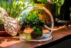 Large Glass Globe Cloche Terrarium With Glass Base And Metal Base Set 22 Large Glass Globe Cloche Terrarium With Glass Base And Metal Base Set -Ncyp Garden Sale Shop IMG 8606