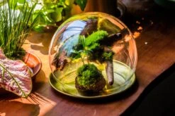 Large Glass Globe Cloche Terrarium With Glass Base And Metal Base Set 34 Large Glass Globe Cloche Terrarium With Glass Base And Metal Base Set -Ncyp Garden Sale Shop IMG 8613