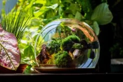 Large Glass Globe Cloche Terrarium With Glass Base And Metal Base Set 35 Large Glass Globe Cloche Terrarium With Glass Base And Metal Base Set -Ncyp Garden Sale Shop IMG 8618