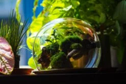 Large Glass Globe Cloche Terrarium With Glass Base And Metal Base Set 36 Large Glass Globe Cloche Terrarium With Glass Base And Metal Base Set -Ncyp Garden Sale Shop IMG 8619 2