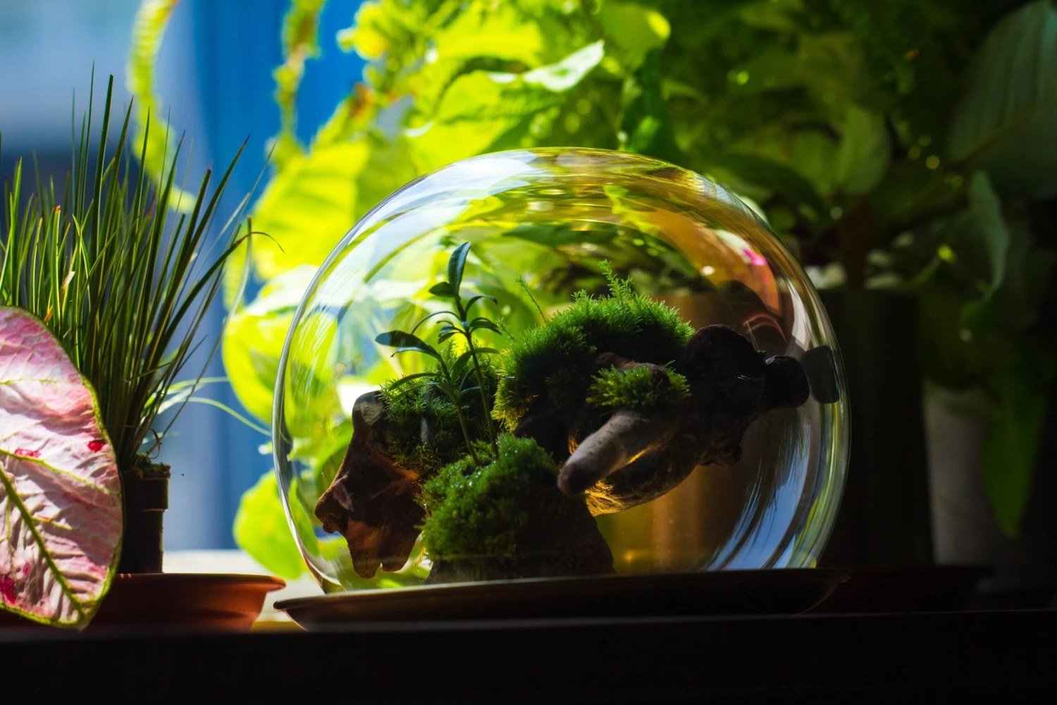 Large Glass Globe Cloche Terrarium With Glass Base And Metal Base Set 17 Large Glass Globe Cloche Terrarium With Glass Base And Metal Base Set - Image 17