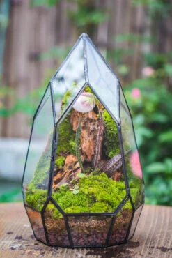 Cliff Terrarium Building DIY Set: Live Moss Cliff TearDrop Close Terrarium With Matching LED Grow Light And Base 24 Cliff Terrarium Building DIY Set: Live Moss Cliff TearDrop Close Terrarium With Matching LED Grow Light And Base -Ncyp Garden Sale Shop IMG 8632
