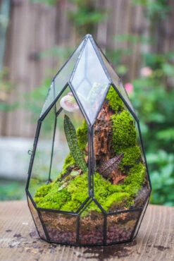 Cliff Terrarium Building DIY Set: Live Moss Cliff TearDrop Close Terrarium With Matching LED Grow Light And Base 25 Cliff Terrarium Building DIY Set: Live Moss Cliff TearDrop Close Terrarium With Matching LED Grow Light And Base -Ncyp Garden Sale Shop IMG 8633