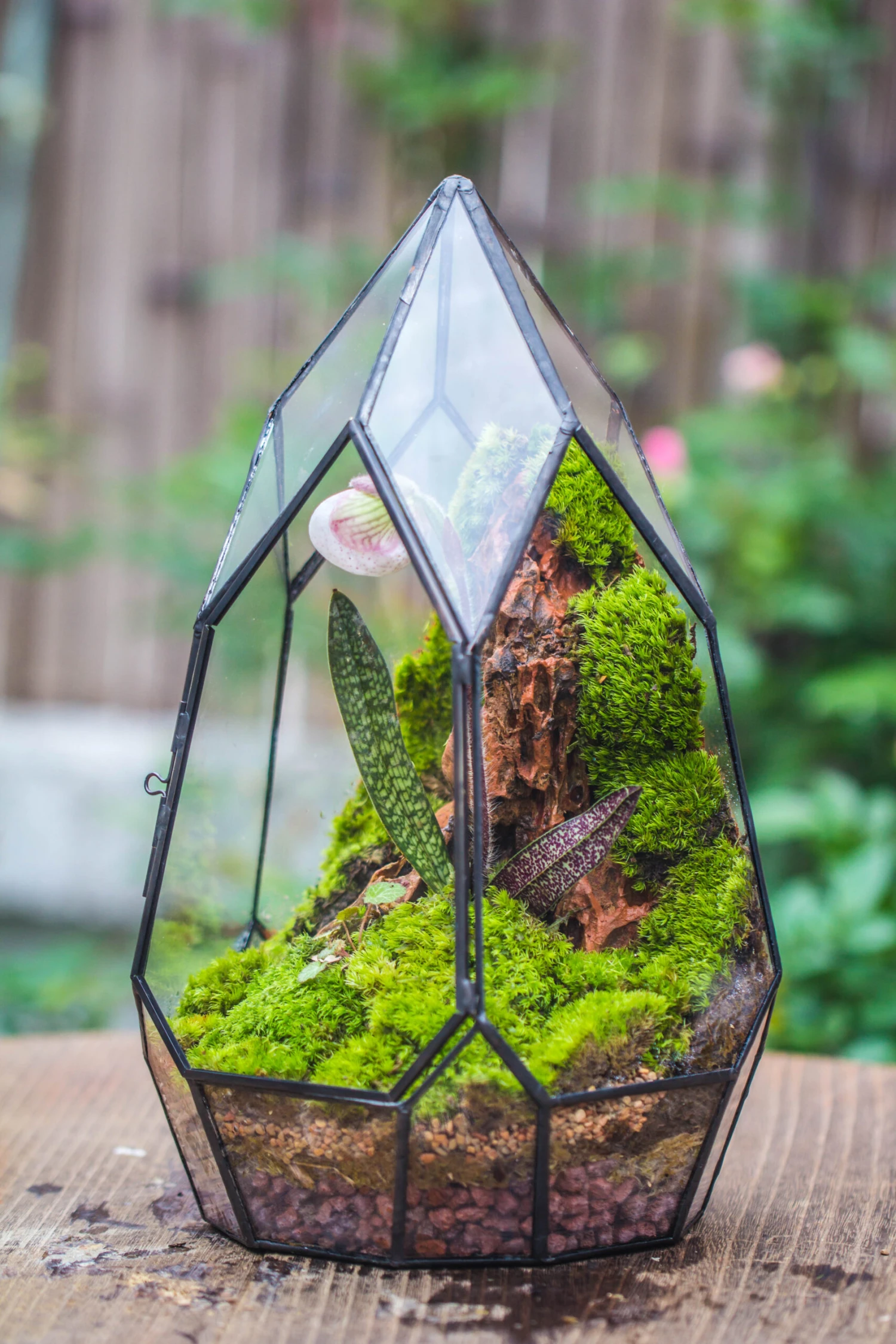 Cliff Terrarium Building DIY Set: Live Moss Cliff TearDrop Close Terrarium With Matching LED Grow Light And Base 6 Cliff Terrarium Building DIY Set: Live Moss Cliff TearDrop Close Terrarium With Matching LED Grow Light And Base - Image 6