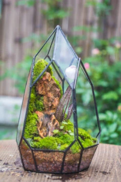 Cliff Terrarium Building DIY Set: Live Moss Cliff TearDrop Close Terrarium With Matching LED Grow Light And Base 26 Cliff Terrarium Building DIY Set: Live Moss Cliff TearDrop Close Terrarium With Matching LED Grow Light And Base -Ncyp Garden Sale Shop IMG 8634