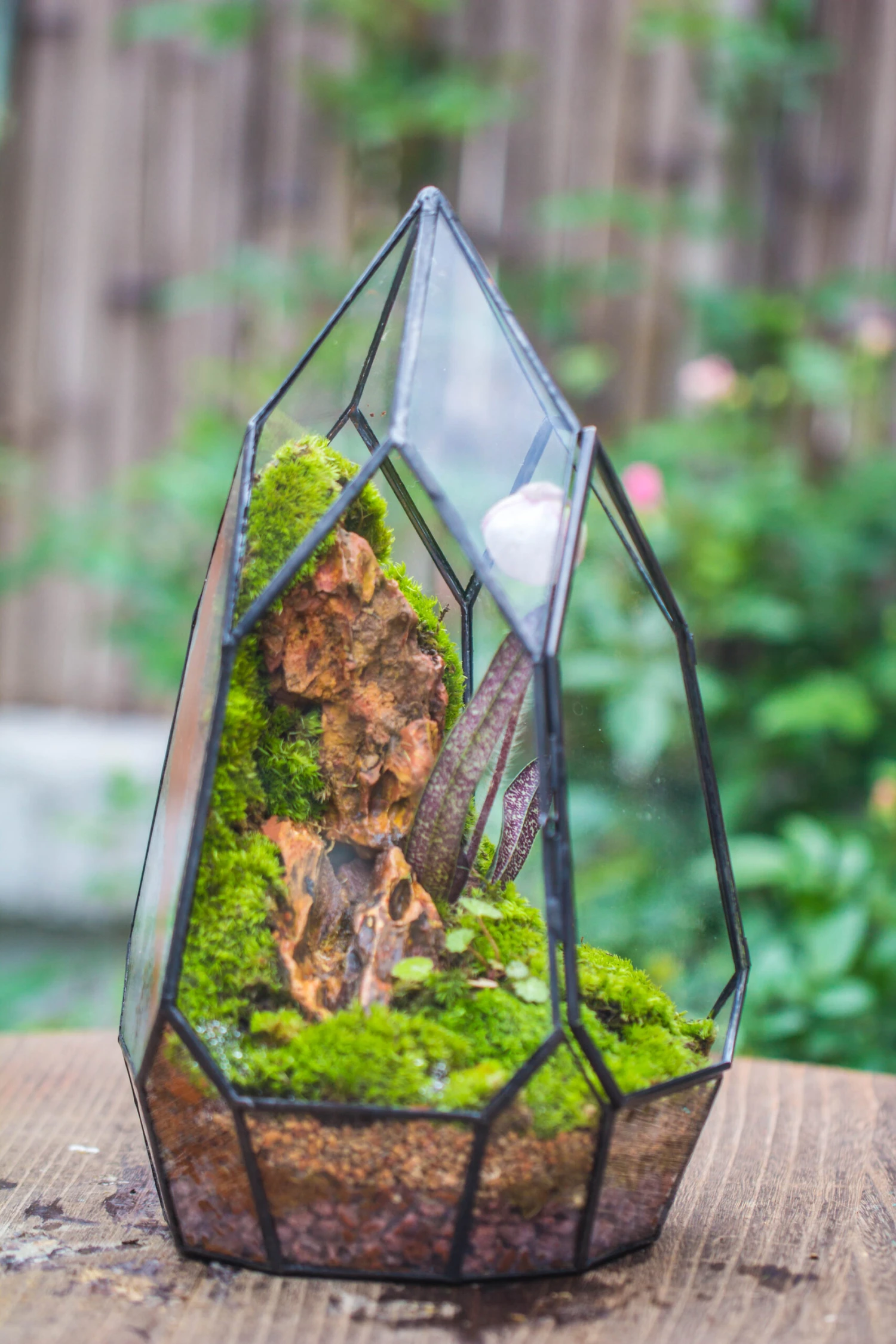 Cliff Terrarium Building DIY Set: Live Moss Cliff TearDrop Close Terrarium With Matching LED Grow Light And Base 7 Cliff Terrarium Building DIY Set: Live Moss Cliff TearDrop Close Terrarium With Matching LED Grow Light And Base - Image 7