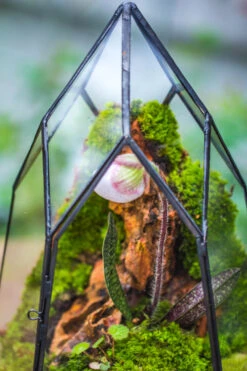 Cliff Terrarium Building DIY Set: Live Moss Cliff TearDrop Close Terrarium With Matching LED Grow Light And Base 23 Cliff Terrarium Building DIY Set: Live Moss Cliff TearDrop Close Terrarium With Matching LED Grow Light And Base -Ncyp Garden Sale Shop IMG 8635