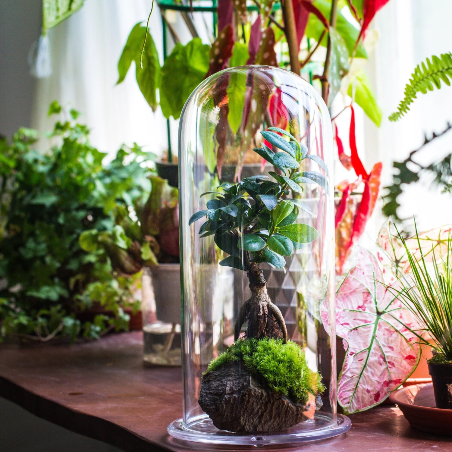 Tall Glass Dome With Glass Base And Gold Metal Base Set 1 Tall Glass Dome With Glass Base And Gold Metal Base Set