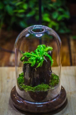 Round Glass Cloche Terrarium 12 Cm Diameter X 18cm Height With Matching Warm White Spot LED Grow Light And Base Set -Ncyp Garden Sale Shop IMG 8649 3b86a440 94c3 4ed1 8659 8fd123fbfb52