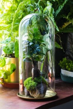 Tall Glass Dome With Glass Base And Gold Metal Base Set 17 Tall Glass Dome With Glass Base And Gold Metal Base Set -Ncyp Garden Sale Shop IMG 8650 2