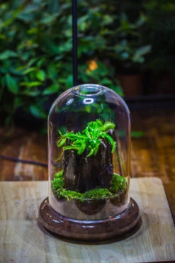 Round Glass Cloche Terrarium 12 Cm Diameter X 18cm Height With Matching Warm White Spot LED Grow Light And Base Set -Ncyp Garden Sale Shop IMG 8650