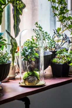 Tall Glass Dome With Glass Base And Gold Metal Base Set 20 Tall Glass Dome With Glass Base And Gold Metal Base Set -Ncyp Garden Sale Shop IMG 8653