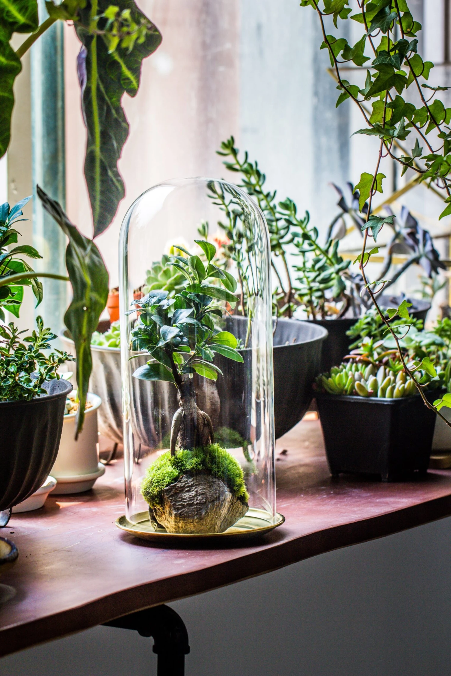 Tall Glass Dome With Glass Base And Gold Metal Base Set 10 Tall Glass Dome With Glass Base And Gold Metal Base Set - Image 10