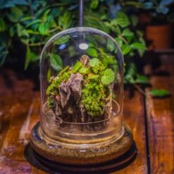 Ncyp Garden Sale Shop 9 Ncyp Garden Sale Shop -Ncyp Garden Sale Shop IMG 8654