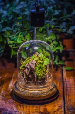 Round Glass Cloche Terrarium 12 Cm Diameter X 15cm Height With Matching Warm White Spot LED Grow Light And Base Set -Ncyp Garden Sale Shop IMG 8654 441c523b 32d5 4f8c ad44 9f6f710ba04f