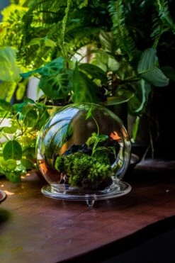 Large Glass Globe Cloche Terrarium With Glass Base And Metal Base Set 37 Large Glass Globe Cloche Terrarium With Glass Base And Metal Base Set -Ncyp Garden Sale Shop IMG 8656