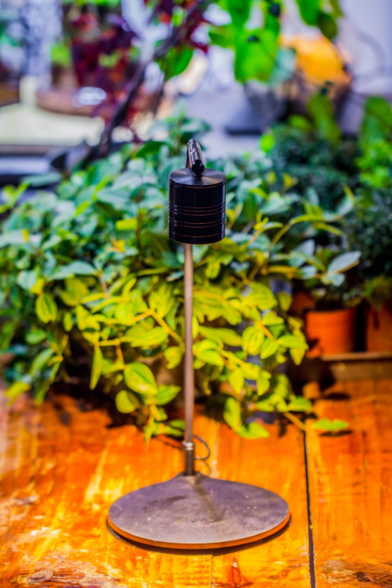 5W Warm White Black LED Grow Light Adjustable With Black Matte Stand, Or Terrarium, Moss, Shade Plants, Multi Size Available Customizable - 29cm / 11.4" 4 5W Warm White Black LED Grow Light Adjustable With Black Matte Stand, Or Terrarium, Moss, Shade Plants, Multi Size Available Customizable - 29cm / 11.4" - Image 4