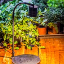 5W Warm White Black LED Grow Light Adjustable With Black Matte Stand, Or Terrarium, Moss, Shade Plants, Multi Size Available Customizable -34cm / 13.4 -Ncyp Garden Sale Shop IMG 8658