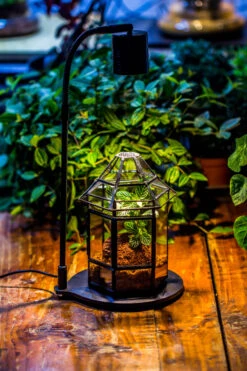 5W Warm White Black LED Grow Light Adjustable With Black Matte Stand, Or Terrarium, Moss, Shade Plants, Multi Size Available Customizable - 29cm / 11.4" 32 5W Warm White Black LED Grow Light Adjustable With Black Matte Stand, Or Terrarium, Moss, Shade Plants, Multi Size Available Customizable - 29cm / 11.4" -Ncyp Garden Sale Shop IMG 8665