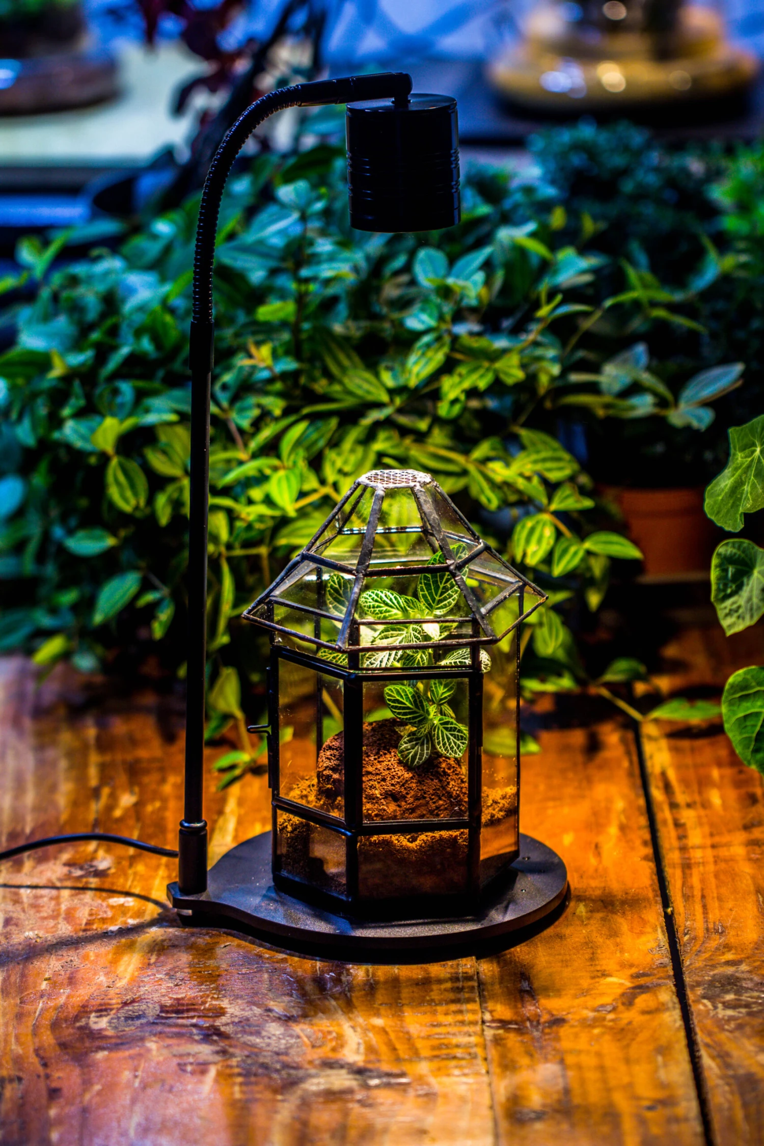 5W Warm White Black LED Grow Light Adjustable With Black Matte Stand, Or Terrarium, Moss, Shade Plants, Multi Size Available Customizable - 29cm / 11.4" 14 5W Warm White Black LED Grow Light Adjustable With Black Matte Stand, Or Terrarium, Moss, Shade Plants, Multi Size Available Customizable - 29cm / 11.4" - Image 14